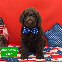 Americano - Chocolate male Goldendoodle puppy in Summerville, South Carolina from Channys Doodles