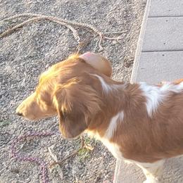 Rosie - Dachshund