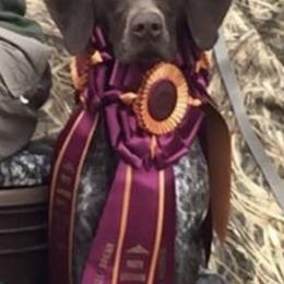 German Shorthaired Pointers and Vizslas from Six Hitch Farm