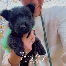 Harvest - Scottish Terrier puppy from Stefany Farm of Happiness