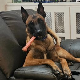 Zeke - Belgian Malinois