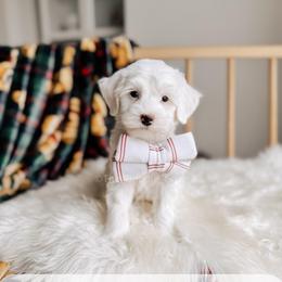 Heirloom - RL Christmas - Cream male Goldendoodle puppy in Syracuse, Indiana from The Doodle Cove
