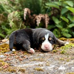 Superman (Brown Collar) - Black rust and white male Bernese Mountain Dog puppy in Stanwood, Washington from Butter Cup Pups and Paws