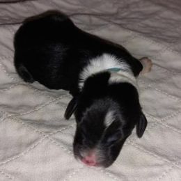 Aussiedoodles and Australian Shepherds from Lifeline Ranch