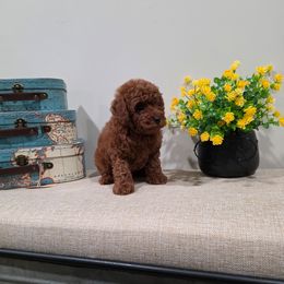 Peanut (AKC) - Red  male Poodle puppy in Rainbow City, Alabama from Spinks Poodles