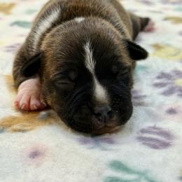 Female 3 - Brindle female Staffordshire Bull Terrier puppy in Lakeland, Florida from English Creek Staffords