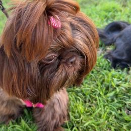 Shih Tzu Puppies from Majestic M Shihtzu’s