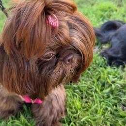 Shih Tzu Puppies from Majestic M Shihtzu’s