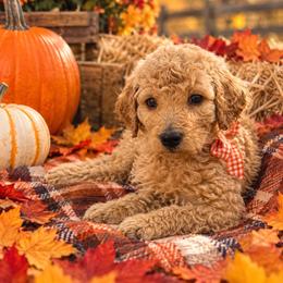 Mila - Apricot female Goldendoodle puppy in Naples, Florida from Goldendoodles Of Naples,INC