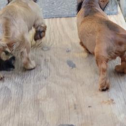Dachshund Puppies from CLARK'S BREEDING PROGRAM