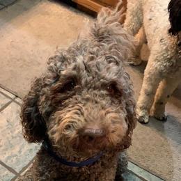 MAGI - Goldendoodle