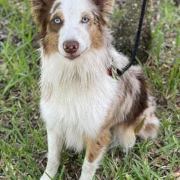 Australian Shepherds from Sal’s K-9 Pals