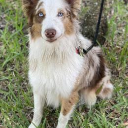 Australian Shepherds from Sal’s K-9 Pals