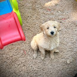 Red collar girl - Cream female Labradoodle puppy in Pollock Pines, California from Goindoodles