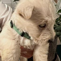 Mr. Green Blue - Wheaten male Scottish Terrier puppy in California from CVS Scottish Terriers/ Giant Schnauzers