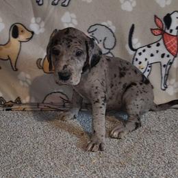 Nova - Merle female Great Dane puppy in Walker, Louisiana from La Rebel Danes