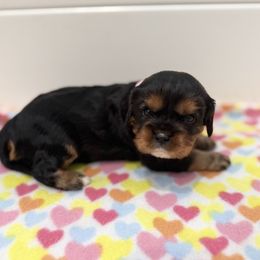Brooke (pink collar) - Black and tan female Cavalier King Charles Spaniel puppy in Ocala, Florida from Ray of Sunshine Spaniels LLC
