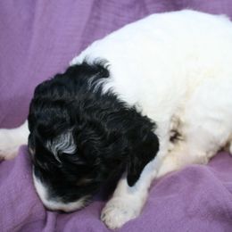 "Magnolia at 3 weeks old" Poodle Puppies from Amazing Grace Standard Poodles
