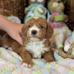Tribute - Red  male Goldendoodle puppy in Wharton, Texas from Little Fur Friends