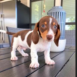 BOY 2 CKC - Piebald male Dachshund puppy in Nacogdoches, Texas from S7 Dachsunds