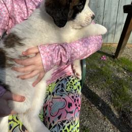Teal Gaia - Brindle and white female Saint Bernard puppy in Auburn, Washington from Sara’s Saint Bernards