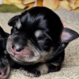 Paisley - Pink Collar - Black and silver female Miniature Schnauzer puppy in Coarsegold, California from Halo Schnauzer