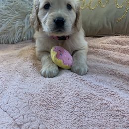 Golden Retriever Puppies from Goldens of Hope