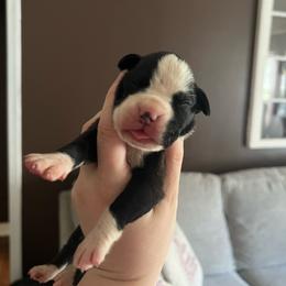 Storm - Brindle female Boxer puppy in Henderson, Tennessee from Vom Broadvalley