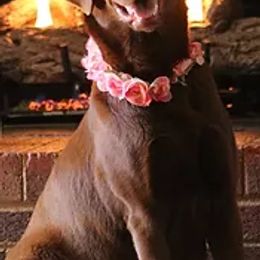 Labradoodles from Doodlebones