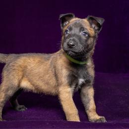Green - Fawn sable male Belgian Malinois puppy in Ellerbe, North Carolina from Grand Prix Kennel
