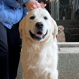American Eskimo Dogs and Golden Retrievers from Kaydells Kennels