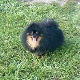 Niko jr - Black and tan male Pomeranian puppy in Ector, Texas from BB Pomeranians