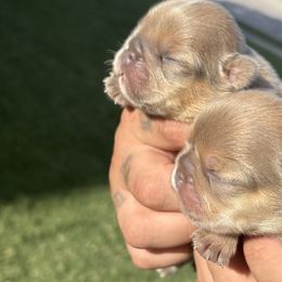 French Bulldogs from Natal Frenchie Haus