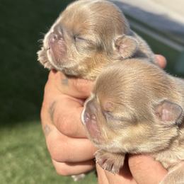 French Bulldogs from Natal Frenchie Haus