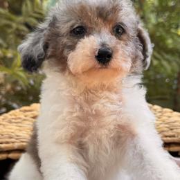 Poppy - Parti female Poodle puppy in Vacaville, California from Starlight Goldendoodles