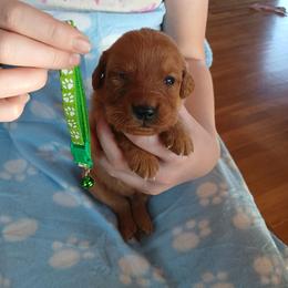 Green - Dark golden male Golden Retriever puppy in Lanesboro, Minnesota from Eagle Ridge Golden Retrievers