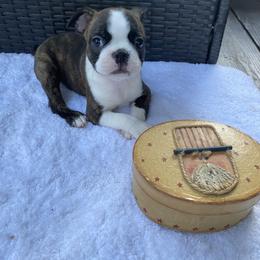 Boston Terrier Puppies from Boston Kup Breeders