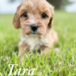 Tara - Brown female Cavapoo puppy in Hallsville, Missouri from Cedar Hill Pups
