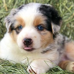 Australian Shepherds, Miniature American Shepherds, and Miniature Australian Shepherds from Afleet Aussies & Jacks