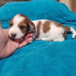 Dachshund Puppies from Grecian Kennel