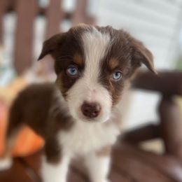 Garnet - Red tri male Miniature Australian Shepherd puppy in Bethany, Illinois from Rachel at Marrowbone Creek Aussies