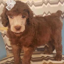 Poodle Puppies from Rising Star Kennel
