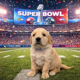 Boy 1 Ross - Golden male Golden Retriever puppy in Angier, North Carolina from Howard's Retrievers