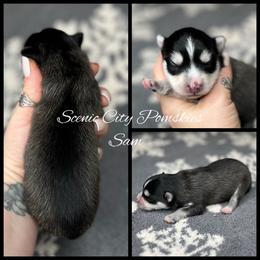 Sam the snowman - Gray and white male Pomsky puppy in Rossville, Georgia from Scenic City Pomskies