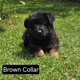 Mr Brown - Black and red male German Shepherd puppy in Sumner, Iowa from Vom Wilke Kennels