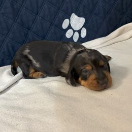 Bandit - Dapple male Dachshund puppy in Pearland, Texas from Lori Li's Doxies
