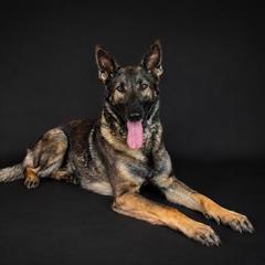 Tikka - German Shepherd