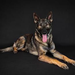 Tikka - German Shepherd