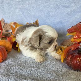 Lavender Spotted - Lilac male Shih Tzu puppy in Vinita, Oklahoma from Locust Creek Shih Tzu & Havanese