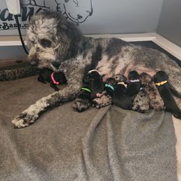 Goldendoodle Puppies from South Mountain Goldendoodles